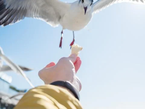 Seagull is trying to snatch a piece of bread from the woman's hand. Feeding b Stock Photos