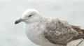 Seagull turning head in the port of Barcelona 4k or 4k+ Resolution