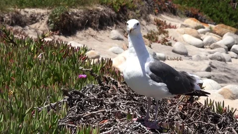 Seagull turns away.mov Stock Footage 80380272