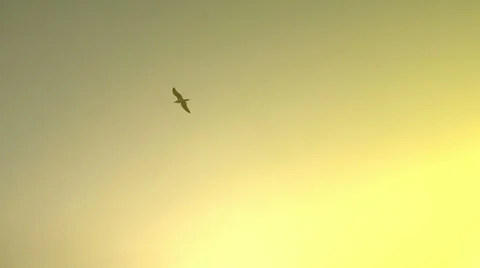 Seagull under strong light Stock Footage 24617417