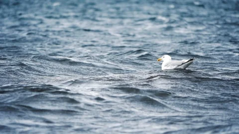 Seagull on unsteady water Video stock 101092782
