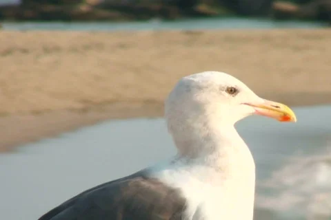 Seagull V1 - NTSC Video stock 665243