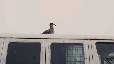 Seagull On Van Cloudy Day Stock Footage 71889270