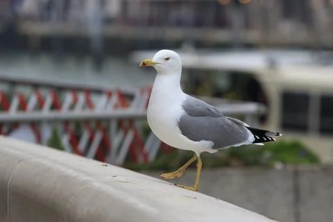 Seagull At Venice Close-up Stockfoto's