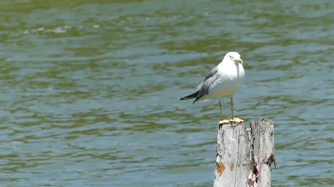 Seagull in Venice Stock Footage 97357489