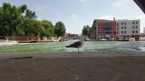 Seagull in venice Stock Footage 233295154