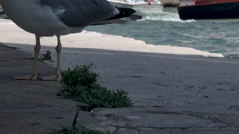 Seagull in venice Stock Footage 233295211