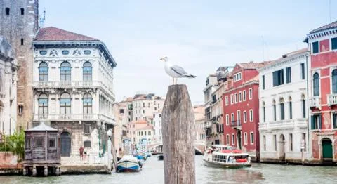 Seagull in Venice Stock Photos