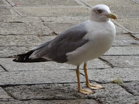 Seagull, Venice 스톡 사진
