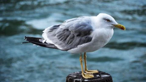 Seagull in Venice Stock Photos