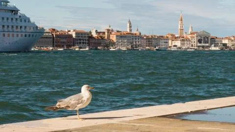 Seagull in Venice Stock Photos