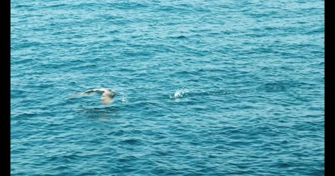 Seagull Very Fast Flying Over The Sea Stock Footage 276987593