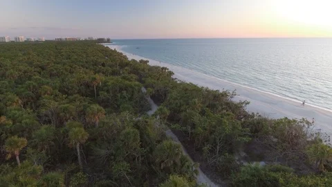 Seagull view of Beach Palms and ocean view Stock Footage 88107545
