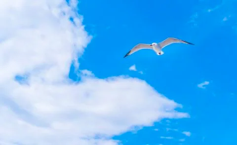 Seagull view Stock Photos