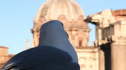 Seagull visiting rome Stock Footage 45528058