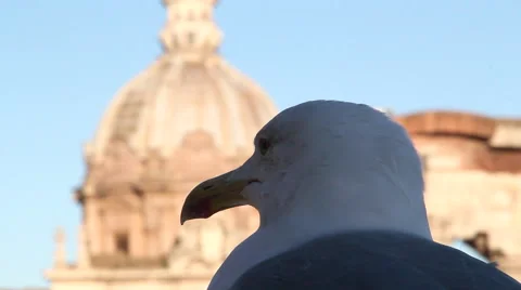 Seagull visiting rome pan Stock Footage 45532773