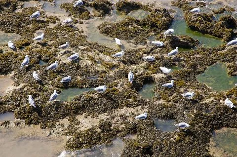 Seagull visual pattern Stock Photos