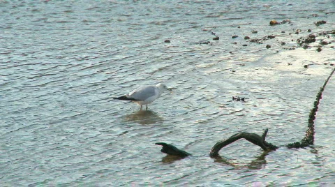 Seagull wading around at low tide Video stock 100935