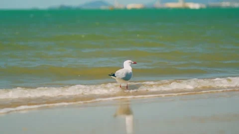 Seagull wading in the shallow water Stockbeeldmateriaal 168344170
