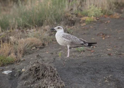 Seagull waiting on beach Stock Photos
