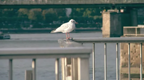 Seagull waiting Stock Footage 35311076