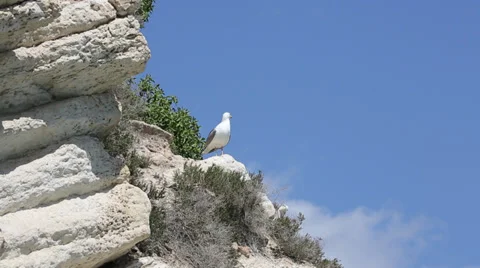 Seagull waiting on the rock 스톡 동영상 37695960