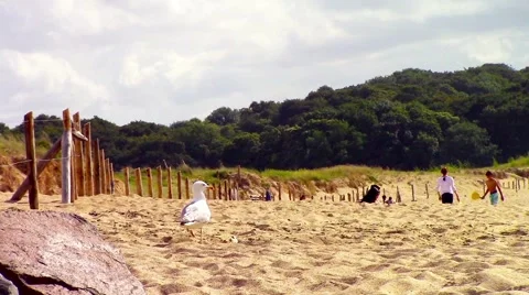 Seagull walk on the beach Stock Footage 66243492