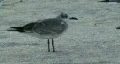 Seagull Walking 01 HD Footage