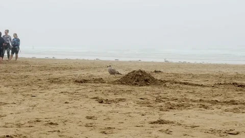 Seagull Walking Across Sandy Woolacombe Beach Near Misty Shoreline in North Stock Footage 346341575