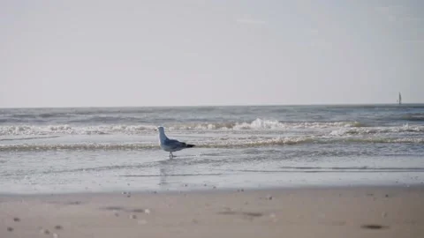 Seagull walking alone on the ocean beach on a sunny day Vídeo Stock 197045848
