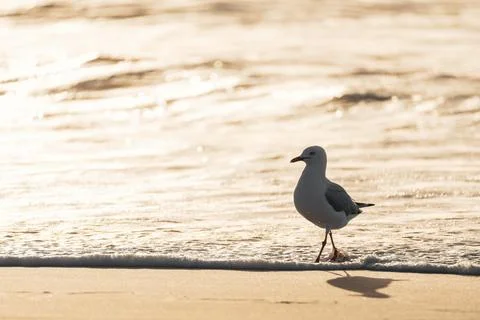 Seagull walking alone through the beach water during sunset Stock Photos