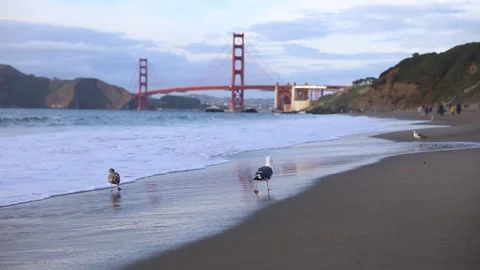 Seagull Walking Along the Beach Stock Footage 171893920