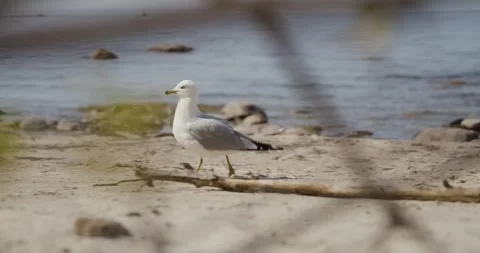 Seagull walking along a beach Stock Footage 243660964