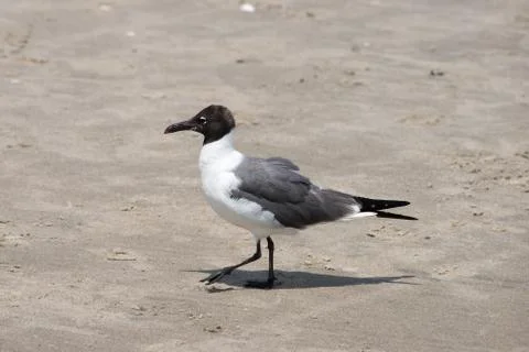 Seagull walking along on the beach Stock Photos