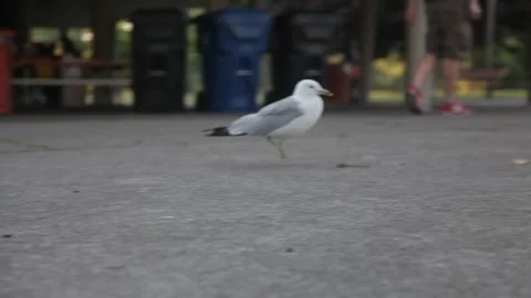 Seagull Walking Along Concrete Path in Park Vidéo 341033199