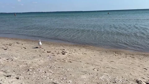 Seagull Walking Along Sandy Beach Near Calm Clear Sea on Sunny Summer Day Stock Footage 340517090