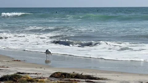 Seagull Walking Along Wet Sandy Beach with Ocean Waves Stock Footage 343009497