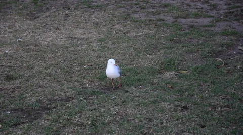 Seagull walking around at Circular Quay Sydney Stock Footage 34658173