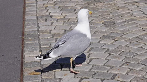 Seagull walking around in slow motion Stock Footage 274431783