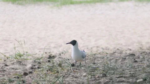 Seagull walking back and forth waiting for food Stockbeeldmateriaal 139933275