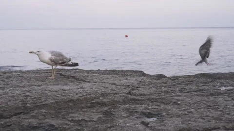 Seagull walking on the beach and looking for food Stock Footage 171456015