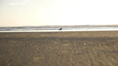 Seagull walking on the beach during sunset Stock Footage 51991235