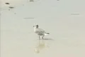 Seagull walking on beach Footage