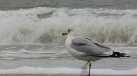Seagull Walking on Beach Stock Footage 10903100