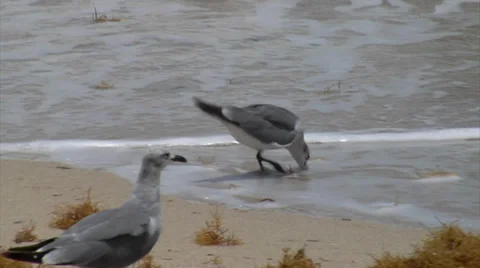 SEAGULL WALKING ON THE BEACH Stock Footage 39802919