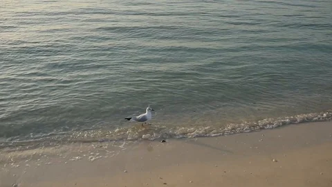 Seagull walking on a beach Stock Footage 87604380