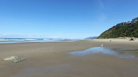 Seagull Walking on the Beach Stock Footage 87927398