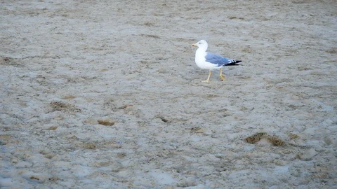 Seagull walking beach 動画素材 88297504