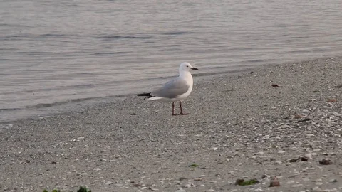 Seagull Walking On Beach Stock Footage 110744885