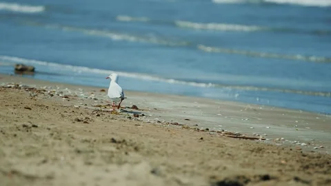 Seagull walking on beach 库存影片 197286159